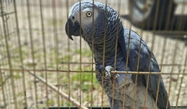 Antalya'da belgesiz papağan bulunduran işletme sahibine 15 bin TL ceza