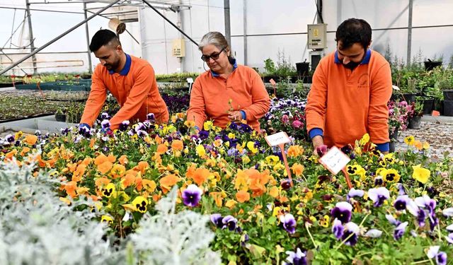 Çiçek Desenleri Günleri için 130 bin dal çiçek yetiştiriliyor