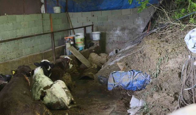 Hatay'da heyelanda önü toprakla dolan ahırda hayvanlar mahsur kaldı