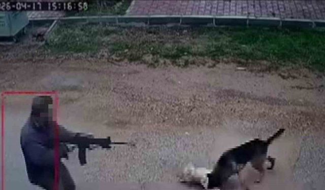 Kavga eden sokak köpeklerine tüfekle ateş edip bir köpeği öldürdü