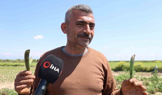 Kozan bezelyesi görünümüyle Karadeniz hamsisine benzetildi