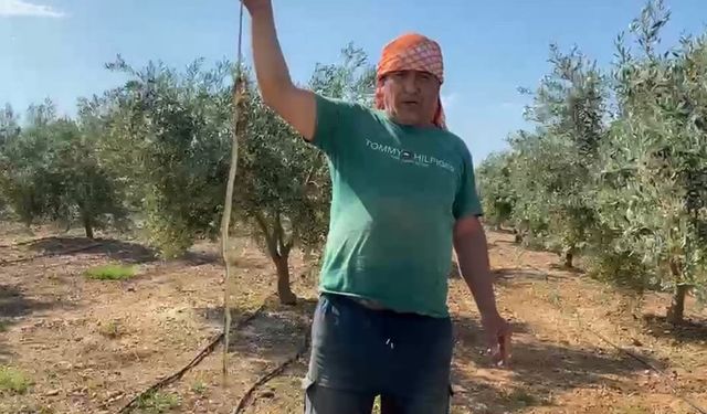 Serada karpuz toplarken yılanla burun buruna geldi