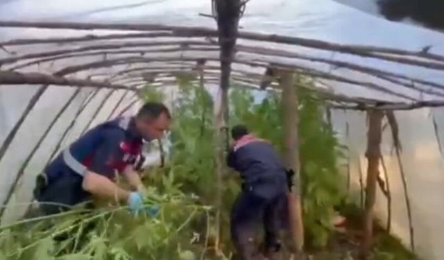 Serayı uyuşturucu tarlasına çevirmiş