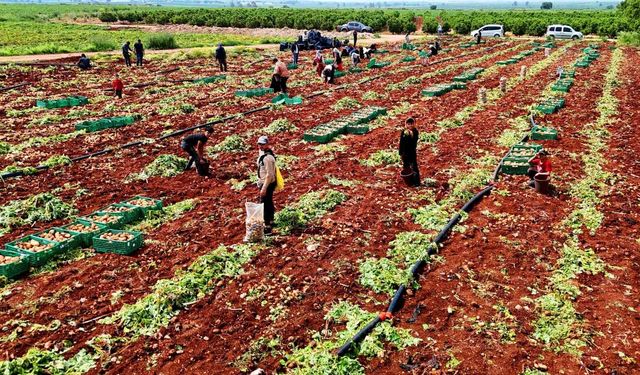 Turfanda patateste hasat başladı