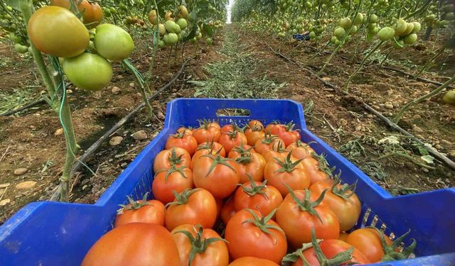 Antalya hallerinde Nisan ayında domatesin miktarı azaldı, fiyatı arttı