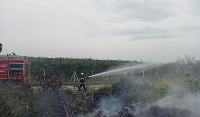 Hassa'da zeytinlik yangını