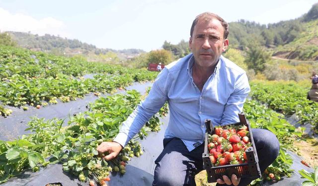 Hatay'da çilek hasadı başladı
