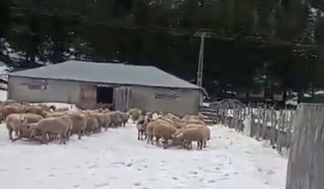 Kar kalınlığı 1 metreye ulaştı, mahsur kalan vatandaş kurtarıldı