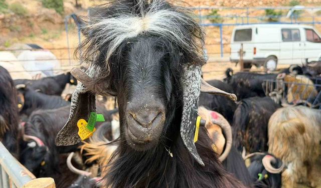 Kepez'in kurban pazarları hizmette