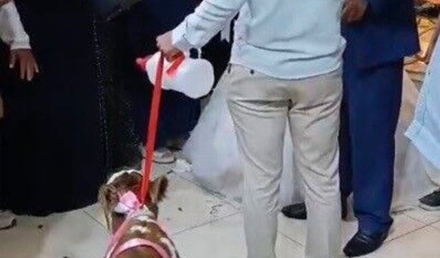 Osmaniye'de damada düğünde altın yerine buzağı verildi