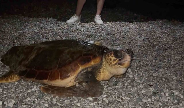 Sahilin davetsiz misafiri dev caretta caretta