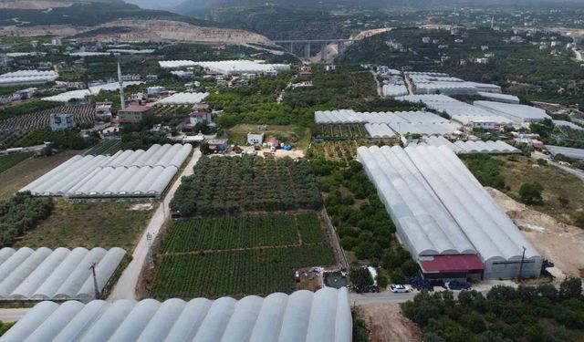Turfanda 'sarıkız' hasadı başladı: Kilosu 100 TL'den alıcı buldu