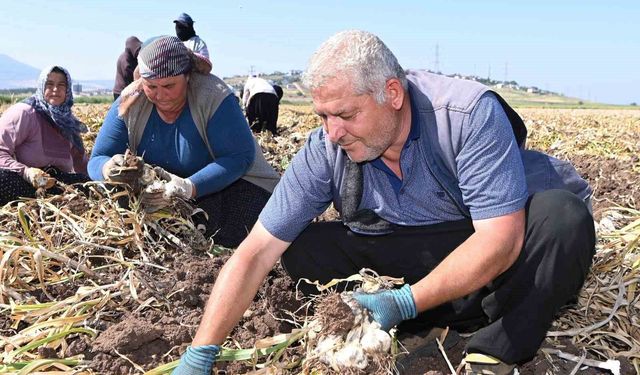 Kahramanmaraş'ta sarımsak hasadı: Yılda 17 bin ton üretimi yapılıyor