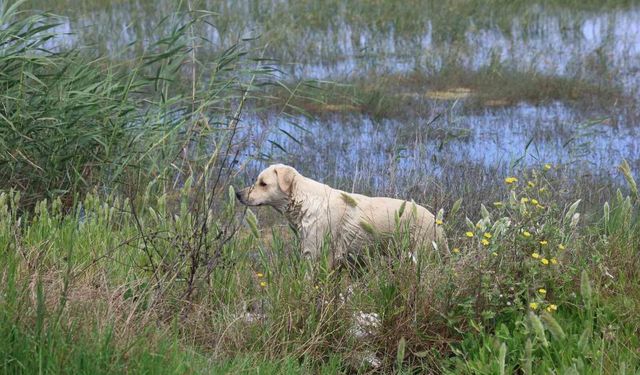 Milleyha Sulak Alanına 5 yavru köpeği bırakan 2 şahsa 540 bin TL para cezası uygulandı