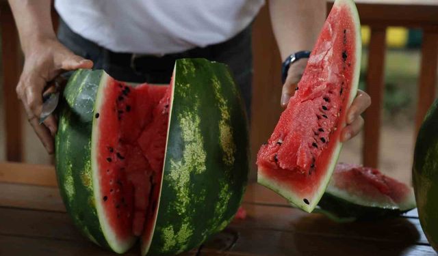 Uzmanından iyi karpuz 'Nasıl seçilir' tavsiyesi: 'Karpuza vurmak eskide kaldı'