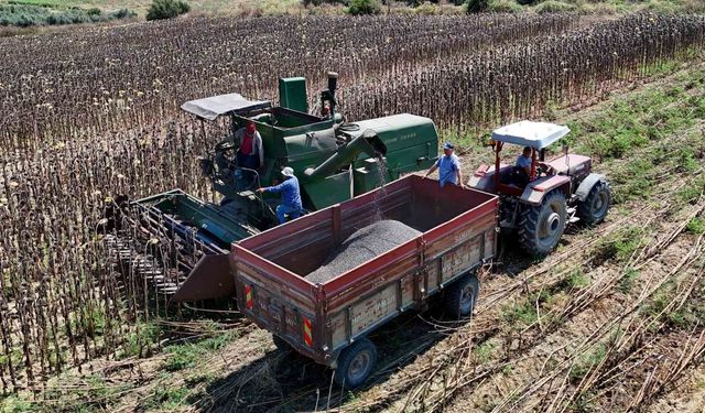 Adana'da yağlık ayçiçeği hasadı başladı: Yüksek rekolte üreticiyi sevindirdi
