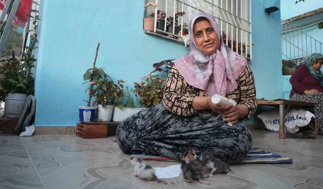 Anneleri telef olan yavru kedileri merhametiyle büyüten kadın, hayvanları biberonla besliyor