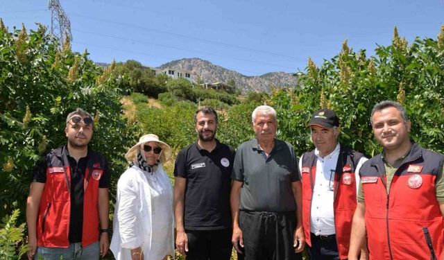 Kahramanmaraş'ta 22 bin sumak fidanı verime geçti