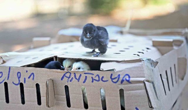 Otobüsle Bursa'dan Antalya'ya karton koliler ile 700 civciv gönderdiler