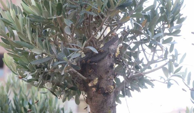 Sokağı istila eden arılara denk gelen arıcı, oğulu korkmadan çıplak elle topladı