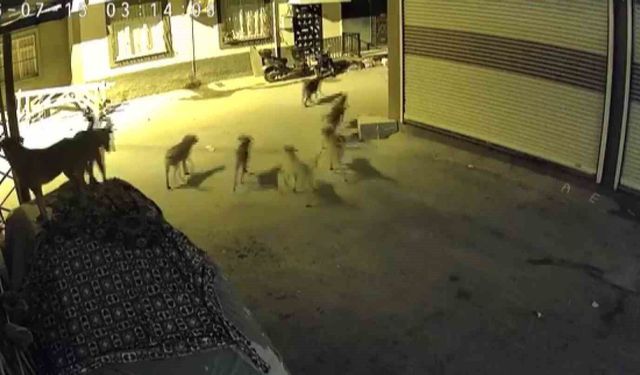 Sürü halindeki köpeklerden korkan kedi, pencere demirine tırmandı