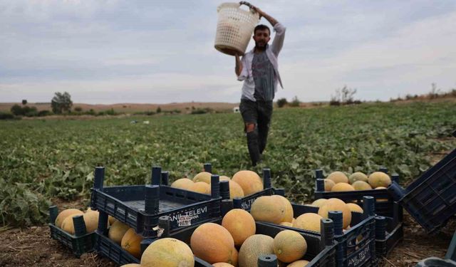 Adanalı üretici aracısız kavunları pazarda tüketiciye uygun fiyattan sunuyor