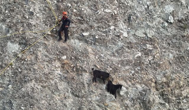 Dağ yamacında mahsur kalan inatçı keçiler 2 saatlik operasyonla kurtarıldı