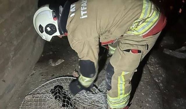 İskenderun ve Arsuz'da mahsur kalan hayvanlar kurtarıldı