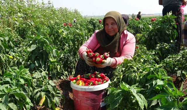 Kavurucu sıcakta acı hasatta çalışan işçiler ellerini yüzlerine süremiyorlar