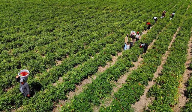 Tarım işçilerinin sıcakta ekmek parası mücadelesi