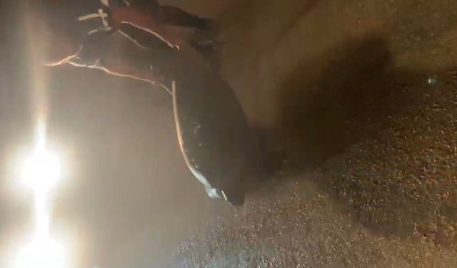 Yolunu şaşıran caretta carettayı kucağına alıp denize kavuşturdu