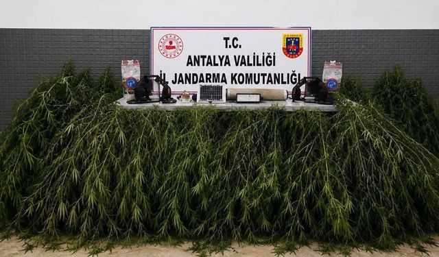 Aksu'da yasadışı kenevir operasyonu