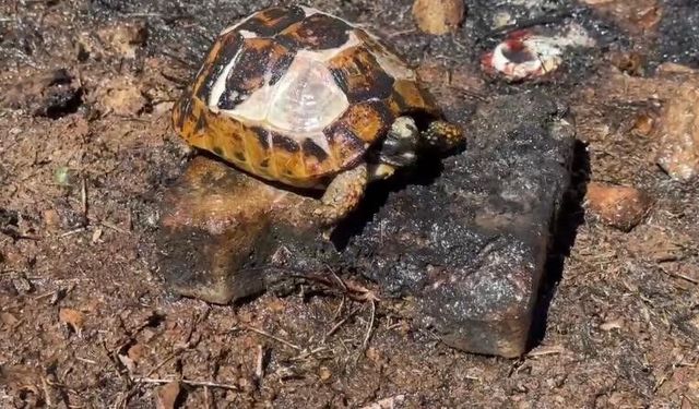 Alevlerin içerisinde kalan kaplumbağaya itfaiyeciden can suyu