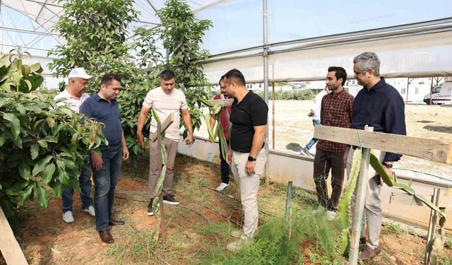 ALKÜ serasında ilk mango hasadı yapıldı
