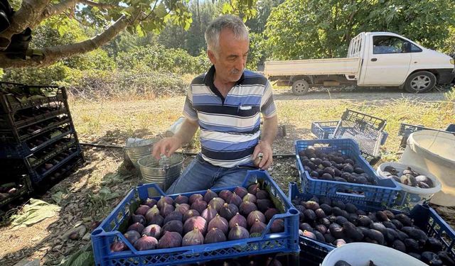 Antalya'da geciken incir hasat düşük rekolteye sebep oldu