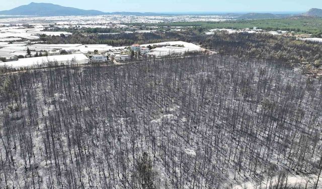 Kaş'ta orman yangınında zarar gören alanlar görüntülendi
