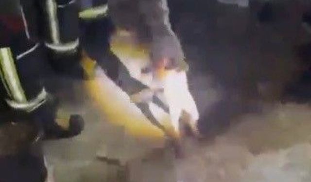 Osmaniye'de apartmanın 3'üncü katına çıkan tilki doğaya bırakıldı