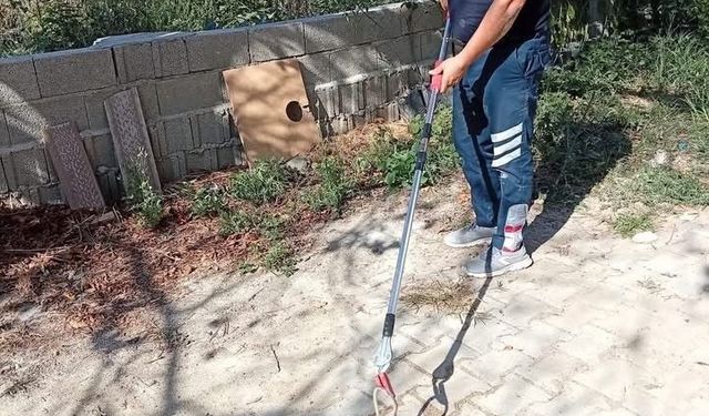 Samandağ'da yerleşim yerinde görülen yılan yakalanarak doğaya bırakıldı
