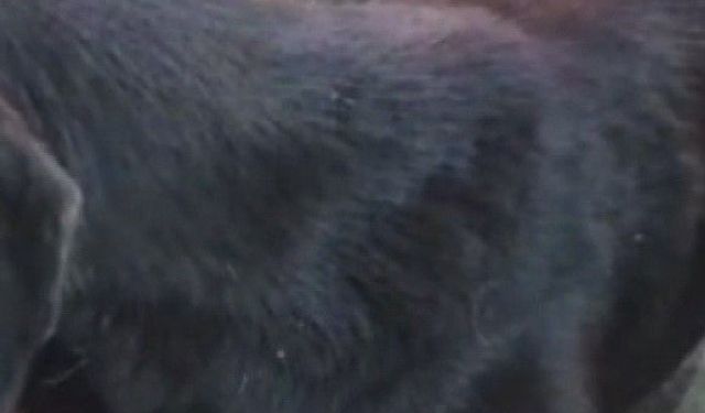 Silahla vurulan sokak köpeğine polis ekipleri sahip çıktı