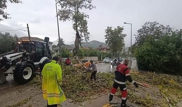 Yayladağı'nda aracın üzerine ağaç devrildi