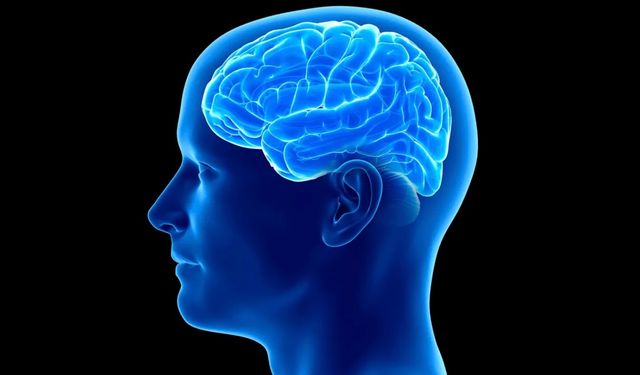 Nörolojide büyük keşif: Bazı insanların beyni neden daha kıvrımlı?