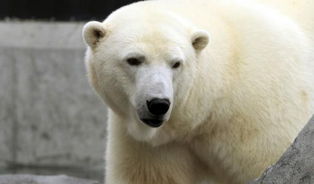 ABD'de kutup ayısı bir kadın ve bir çocuğu öldürdü