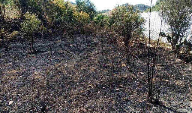 Alanya’da, bahçe yangınında meyve ağaçları ve sulama sistemi zarar gördü