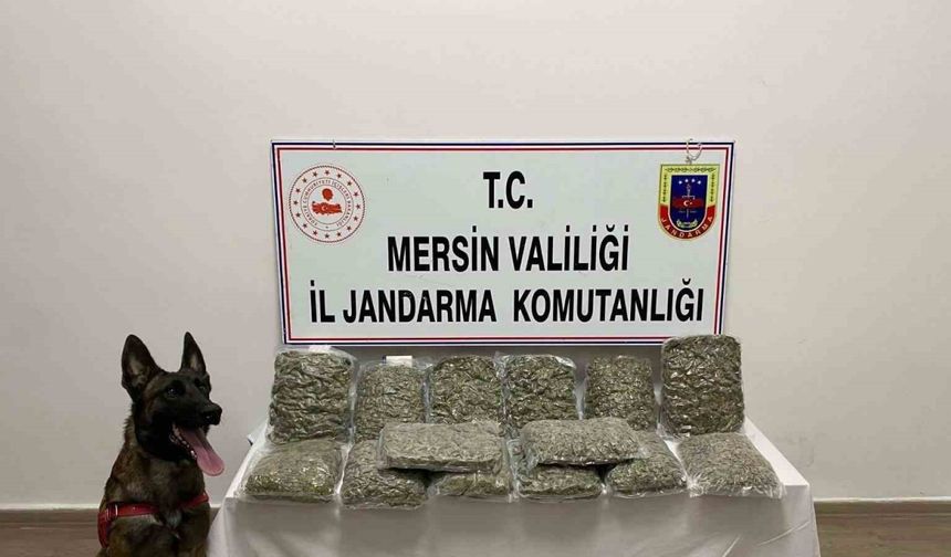 Mersin’de 14 kilo 200 gram skunk ele geçirildi