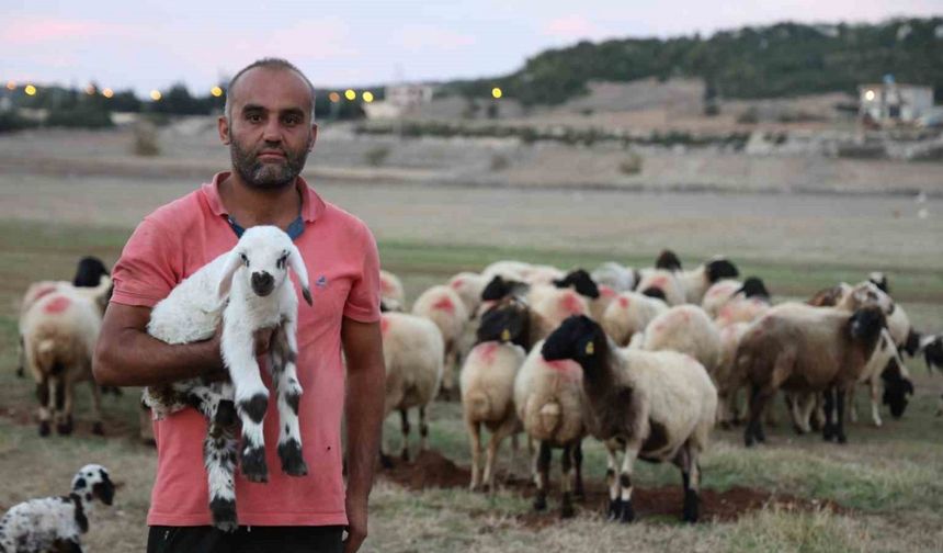 Hayvan yetiştiricileri, hayvanlarının çobanlığını da kendileri yapıyor