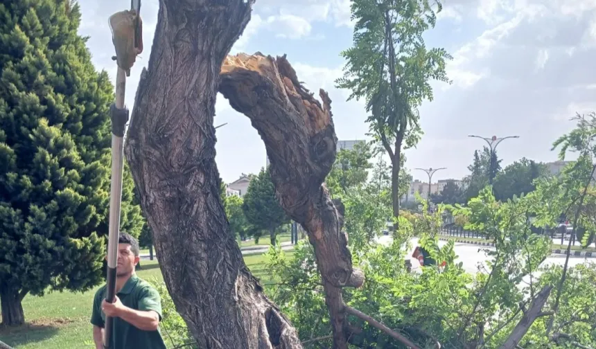 Manisa'da fırtınanın zarar verdiği ağaçlar kaldırıldı