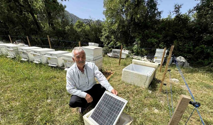 Antalya’da arı kovanlarına dadanan ayılara elektrik telli önlem