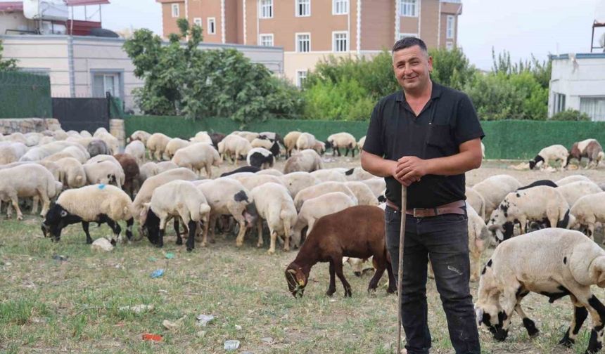Depremzede vatandaşların memleketlerine dönüşü kurbanlıklara olan rağbeti arttırdı
