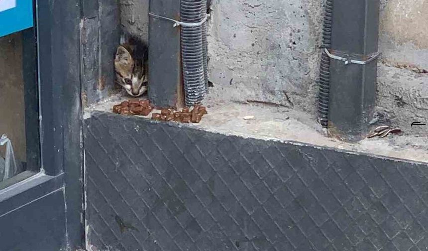 Duvar arasında mahsur kalan kedi, duvarın kırılmasıyla kurtarıldı