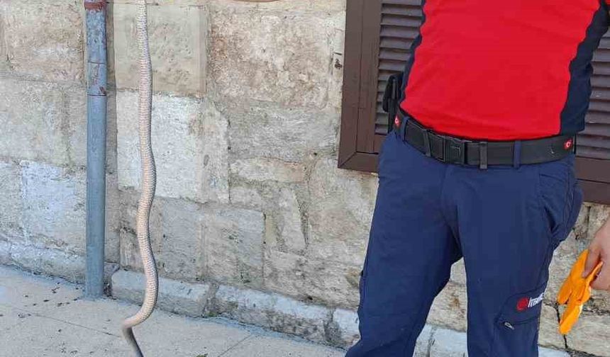 Hastane bahçesinde yılan yakalandı